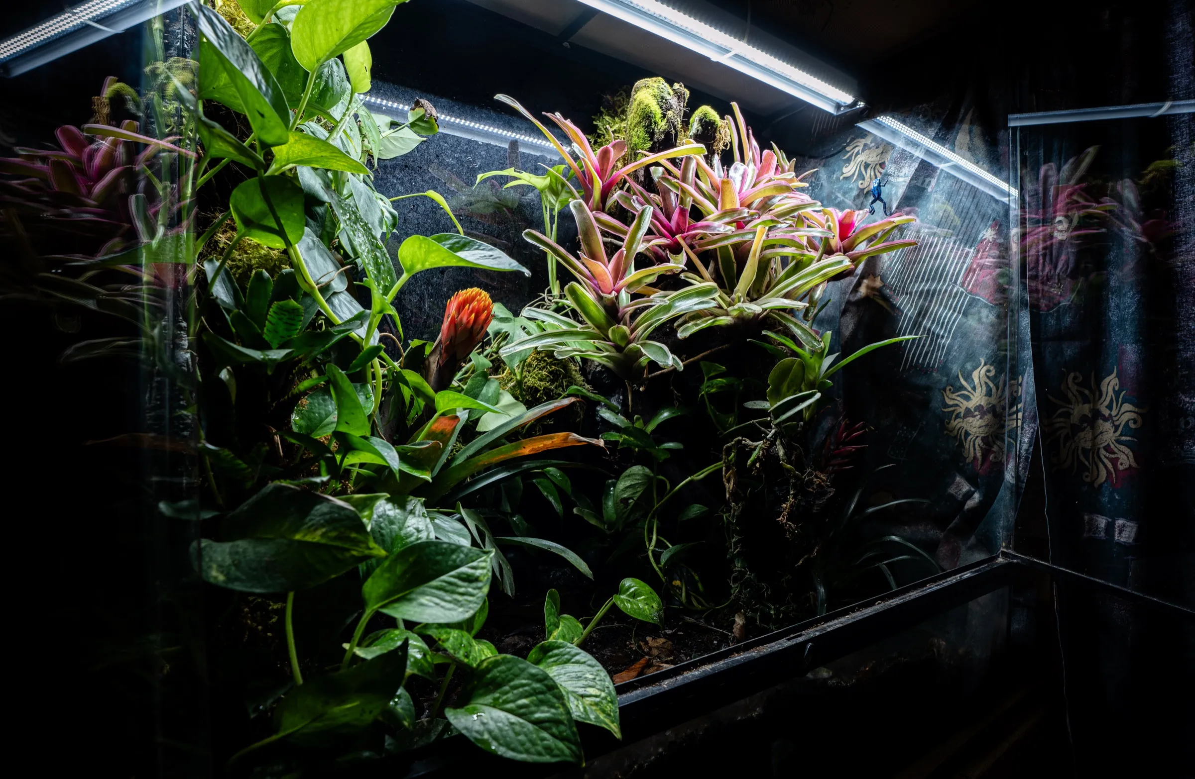 Weite Aufnahme eines Regenwaldterrariums mit blühender Bromelie und Kletterpflanzen