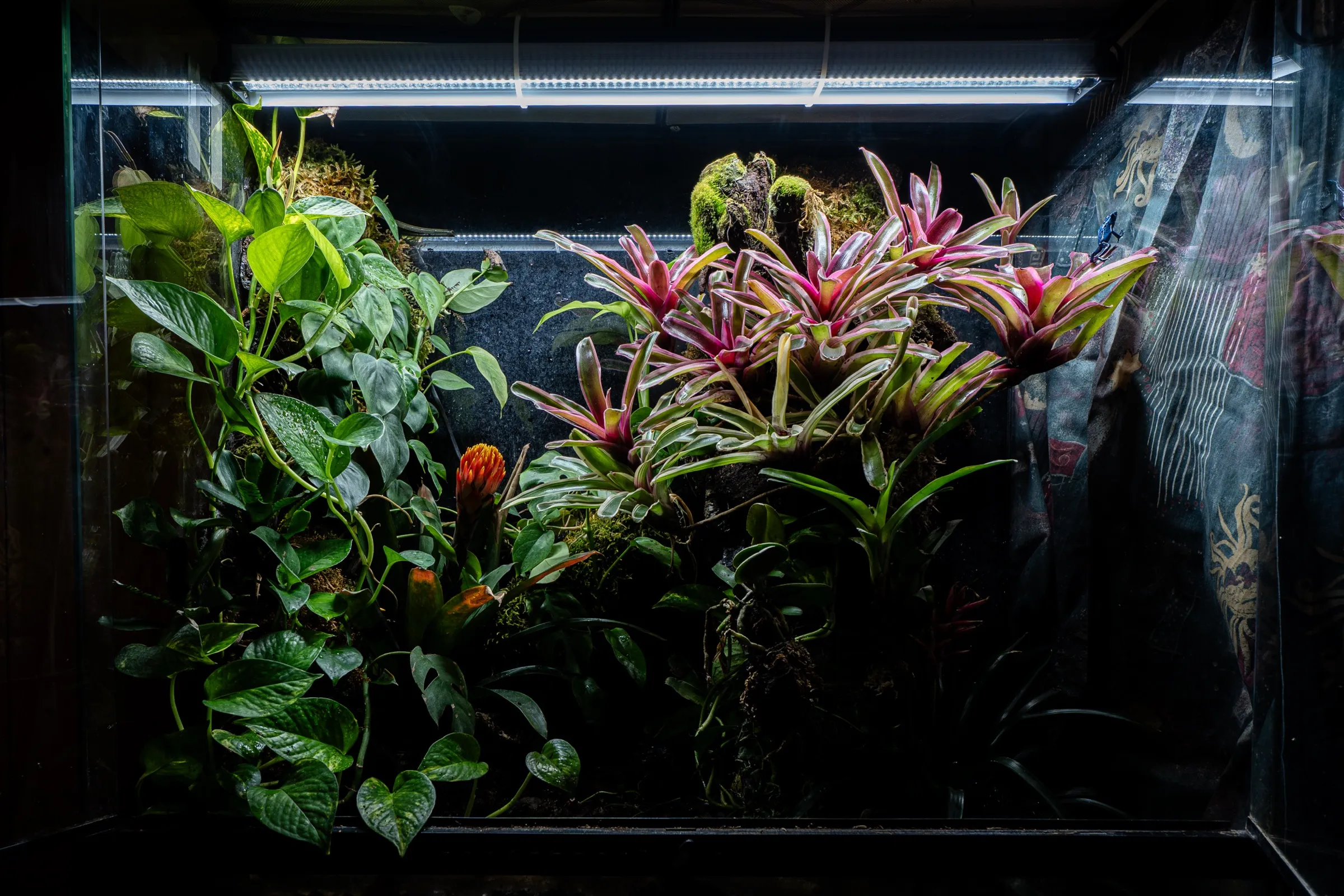 Bepflanztes Tropenterrarium mit Rückwandbewuchs