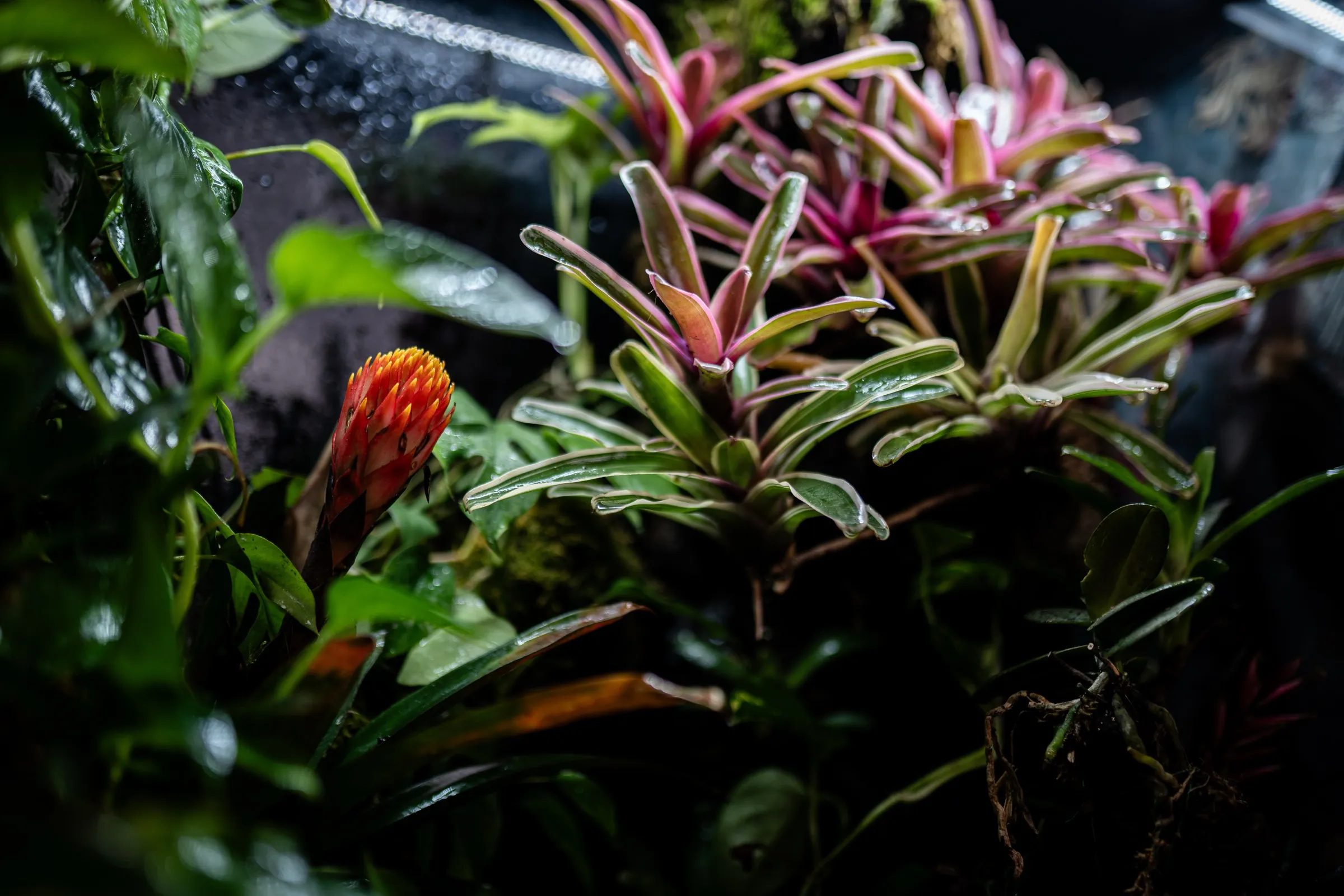Bromelien und Kletterpflanzen im Terrarium