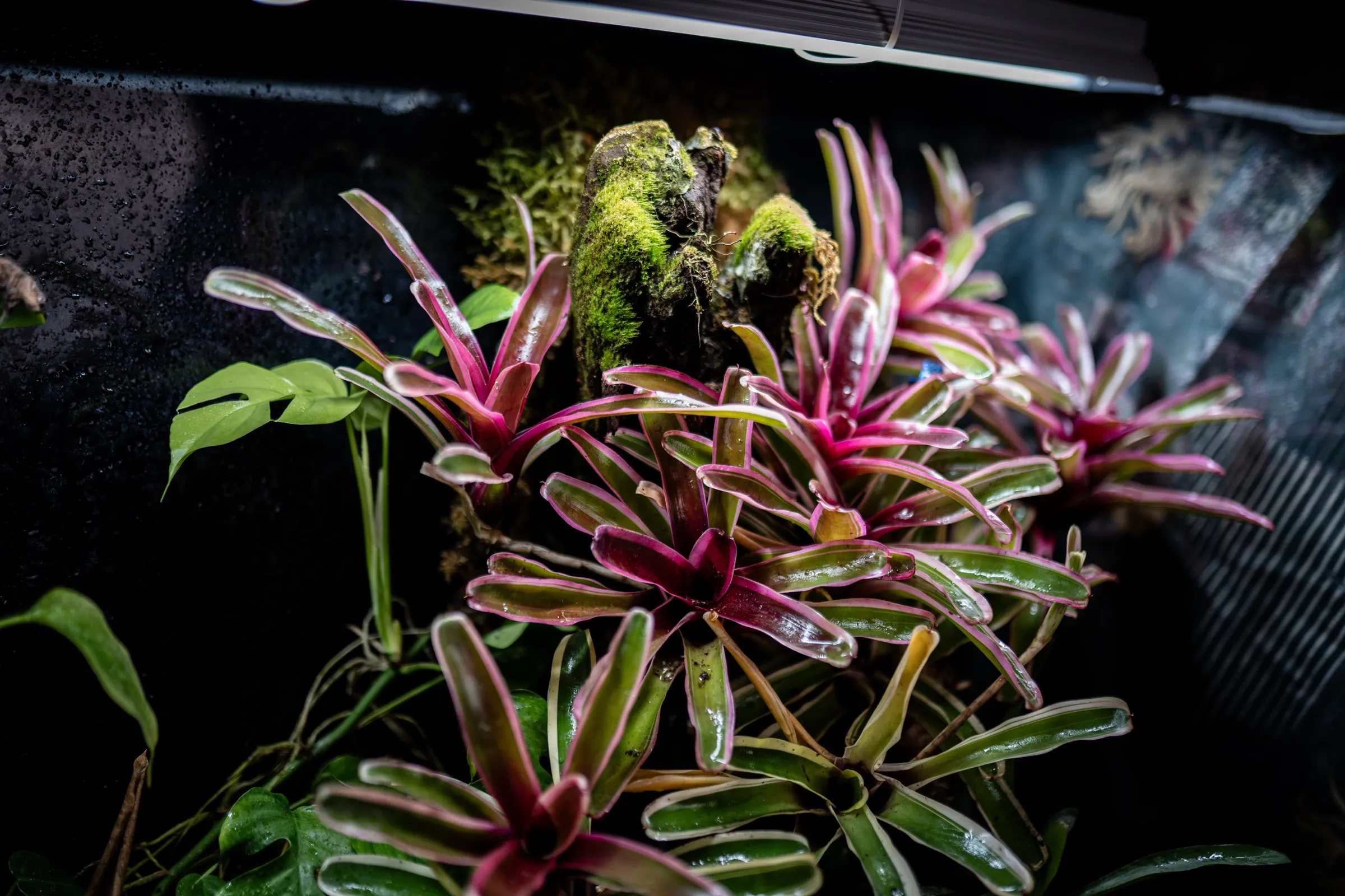 Bromelien mit rot-grün gestreiften Blattrosetten auf einer bemoosten Wurzel im Terrarium