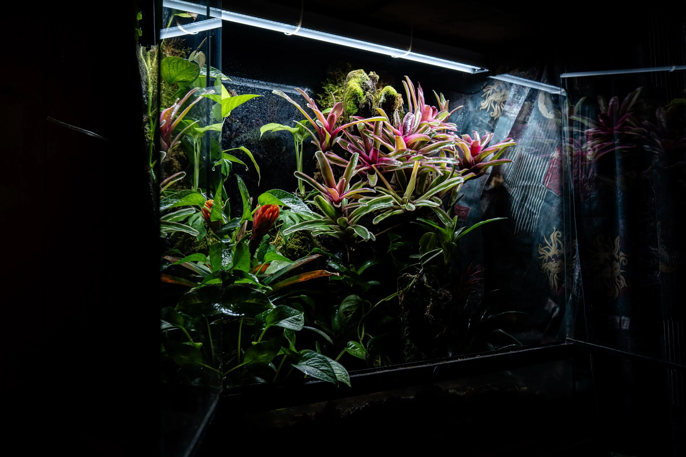 Bepflanztes Tropenterrarium mit Wurzelaufbau