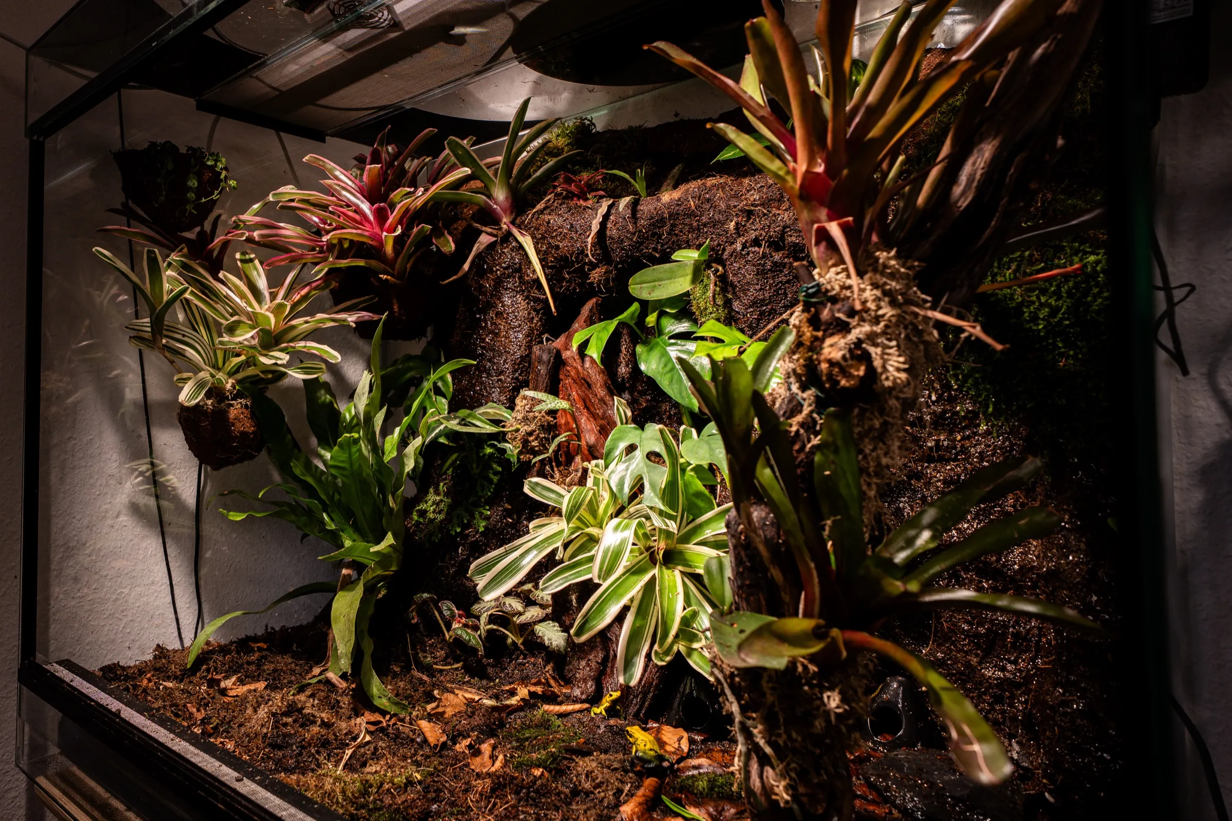 Blick von oben in ein Terrarium mit Nestfarn, panaschierten Bromelien und Laubschicht