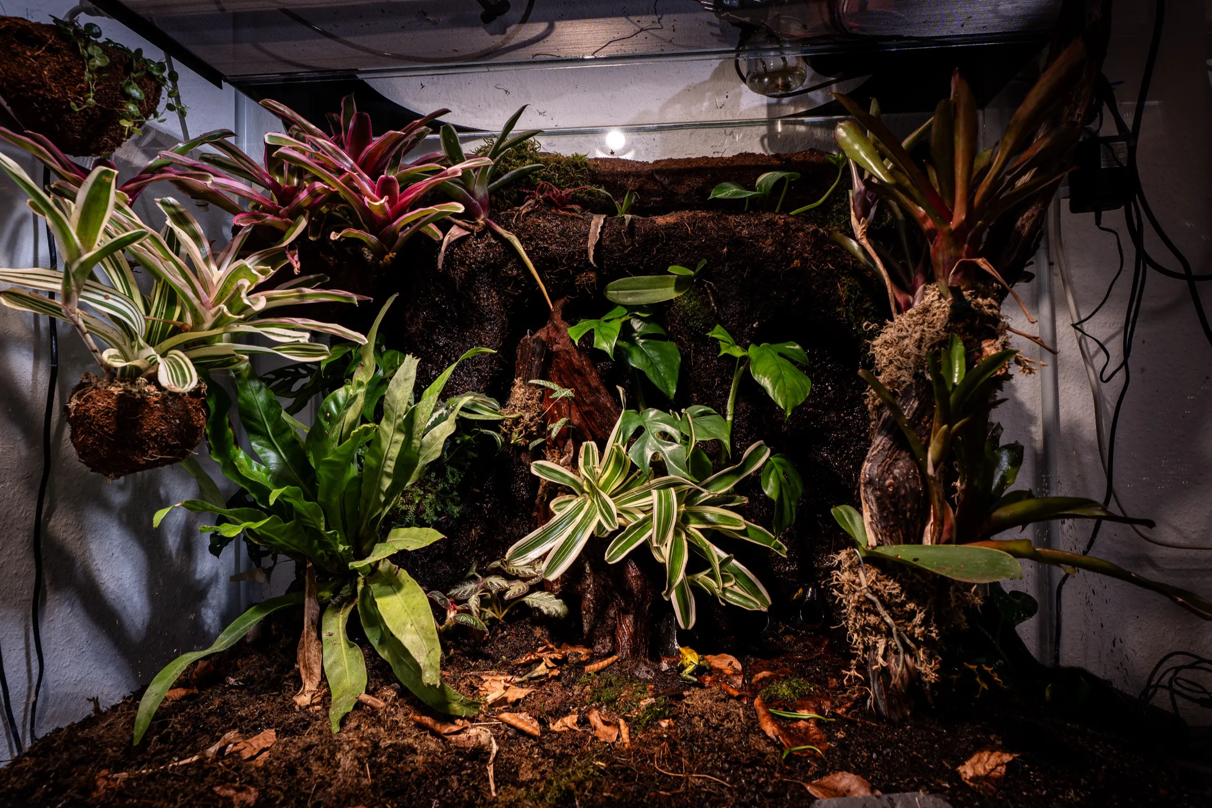 Bepflanztes Tropenterrarium mit dichtem Bewuchs
