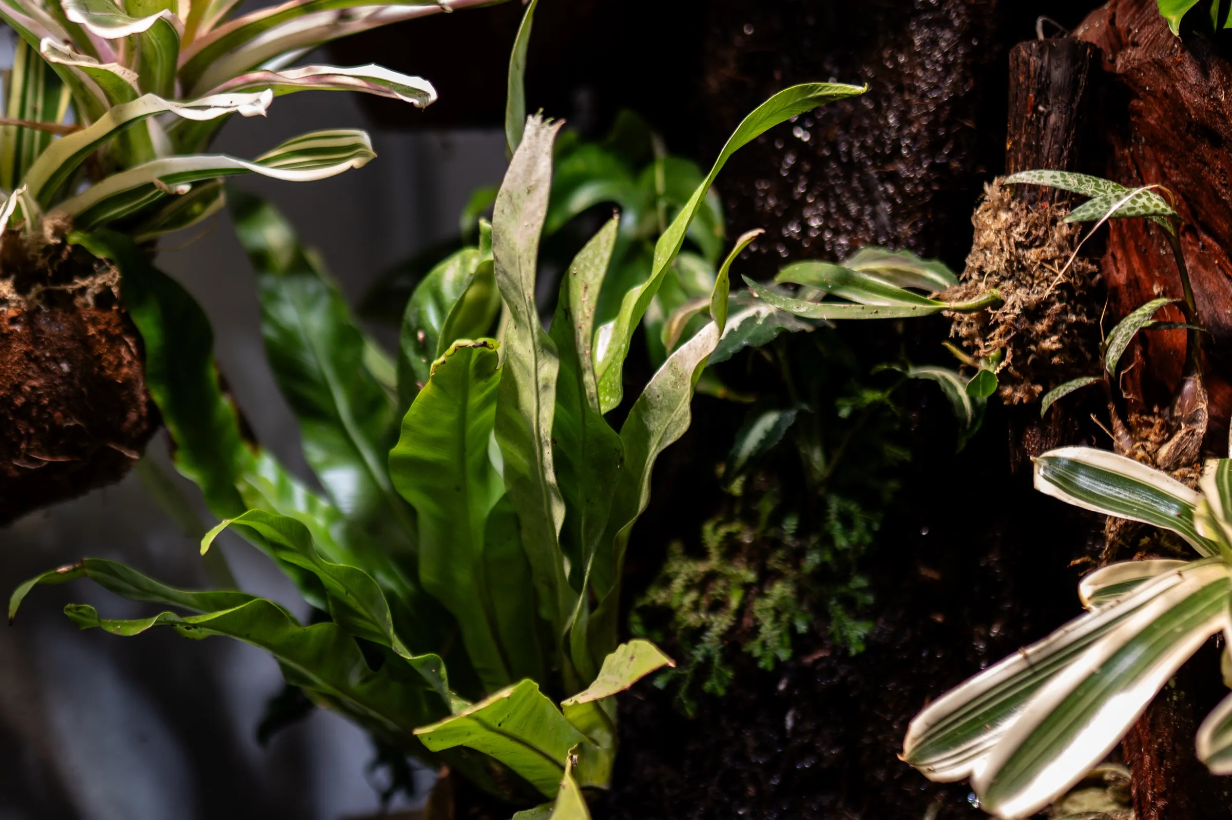 Nestfarn und panaschierte Bromelien vor dunkler Korkrückwand