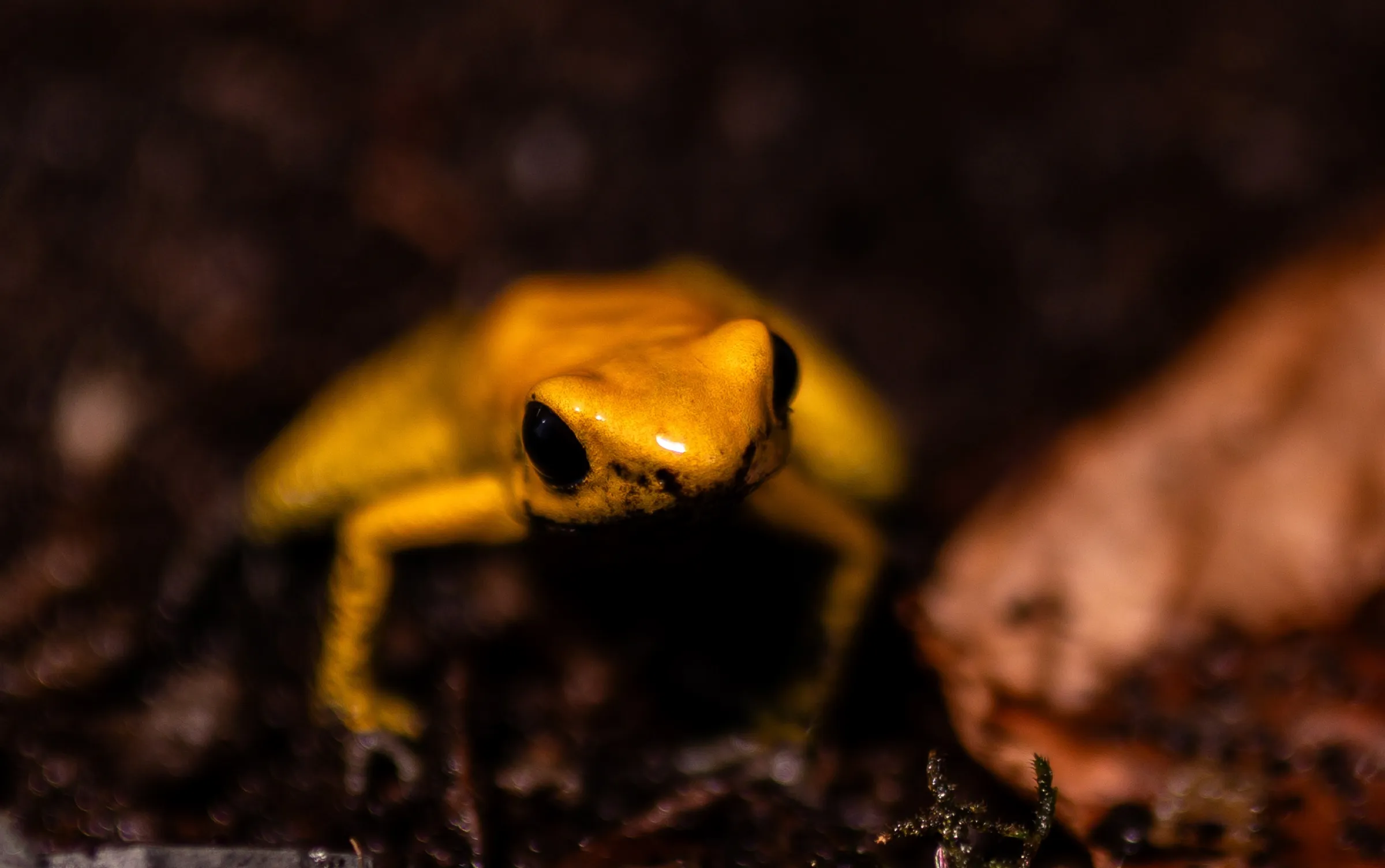 Goldener Pfeilgiftfrosch auf feuchtem Laub am Boden eines Terrariums