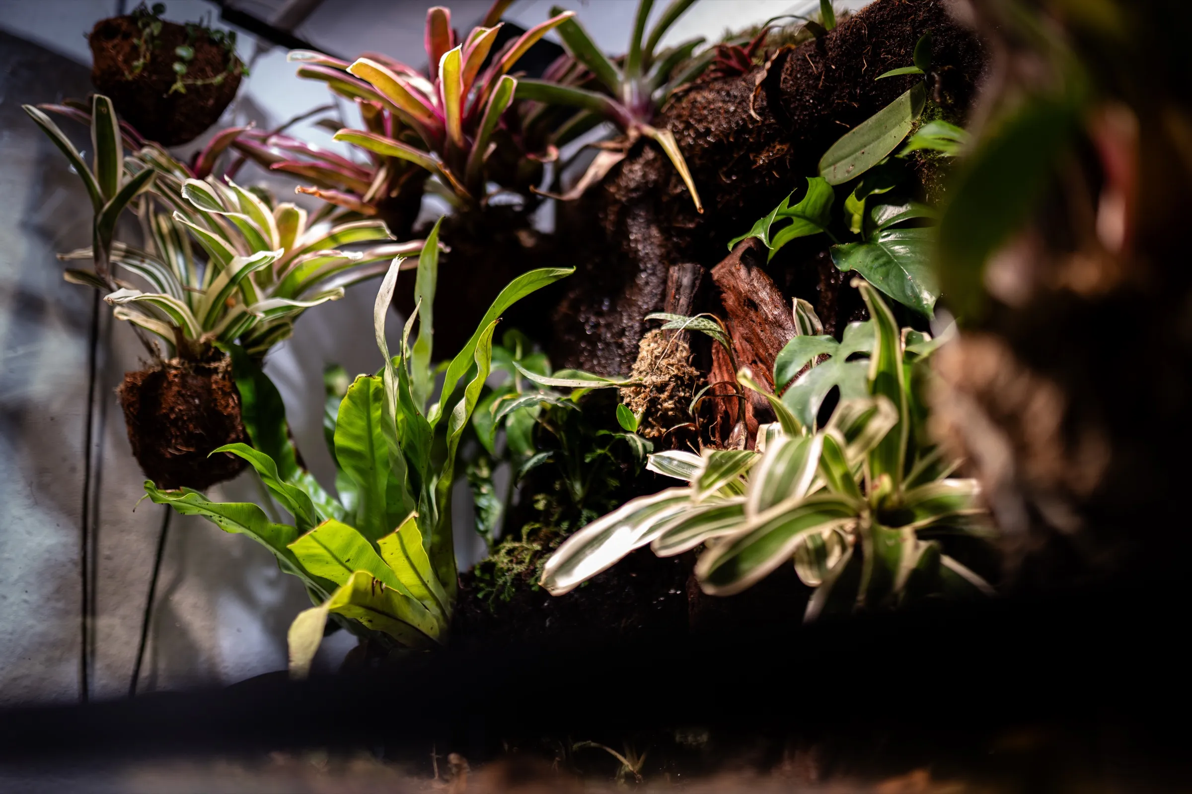 Bromelien und Moos unter der LED-Beleuchtung