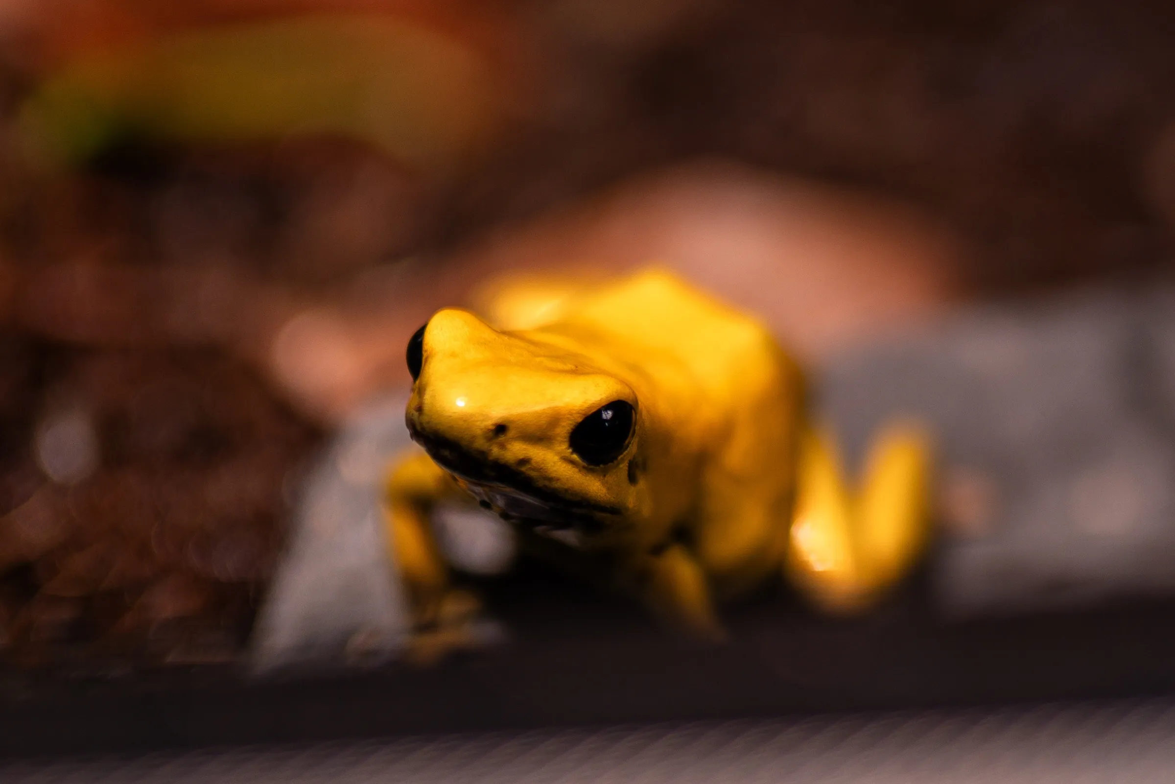 Goldener Pfeilgiftfrosch in Nahaufnahme auf einem Stein im Terrarium