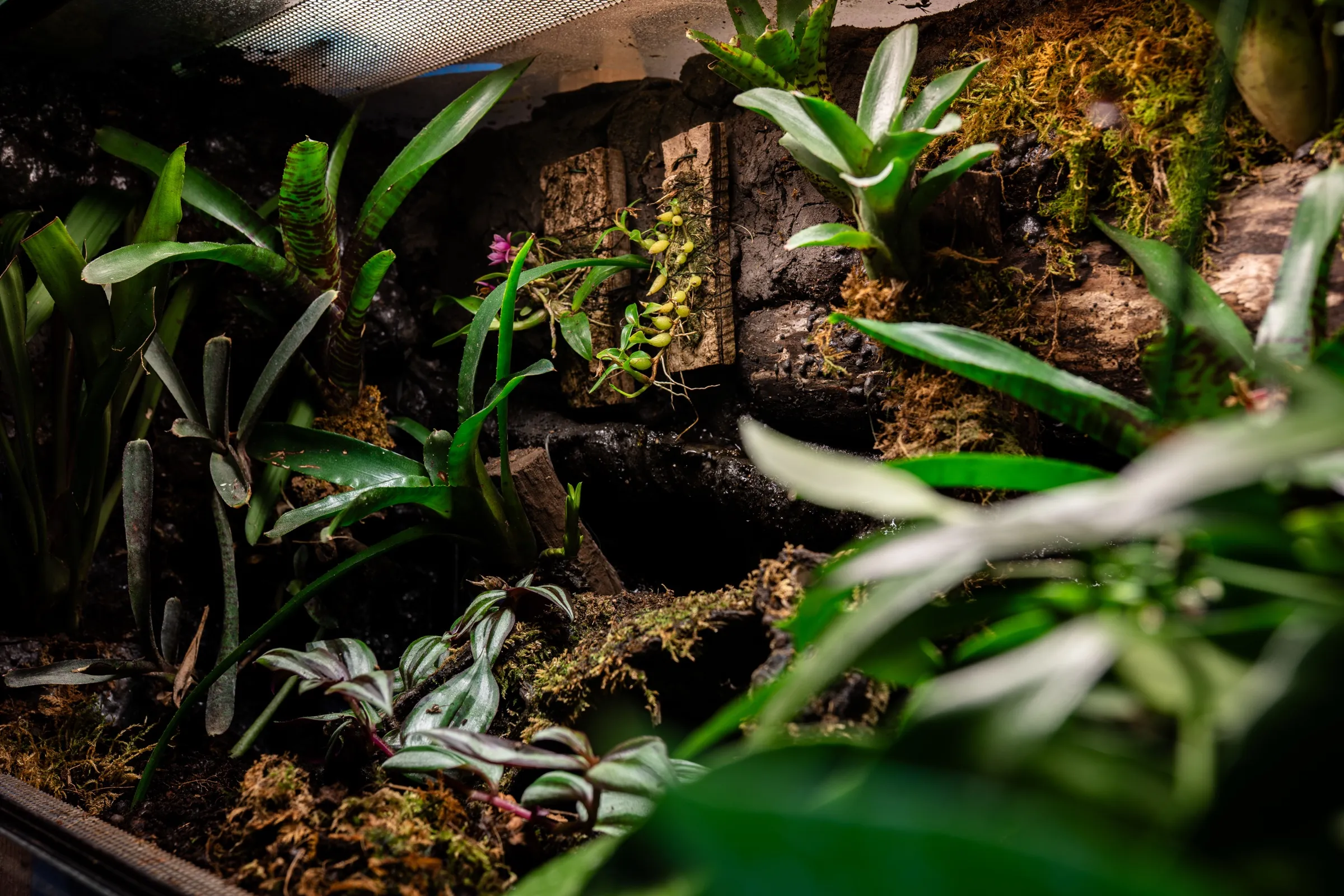 Weite Aufnahme eines eingewachsenen Tropenterrariums