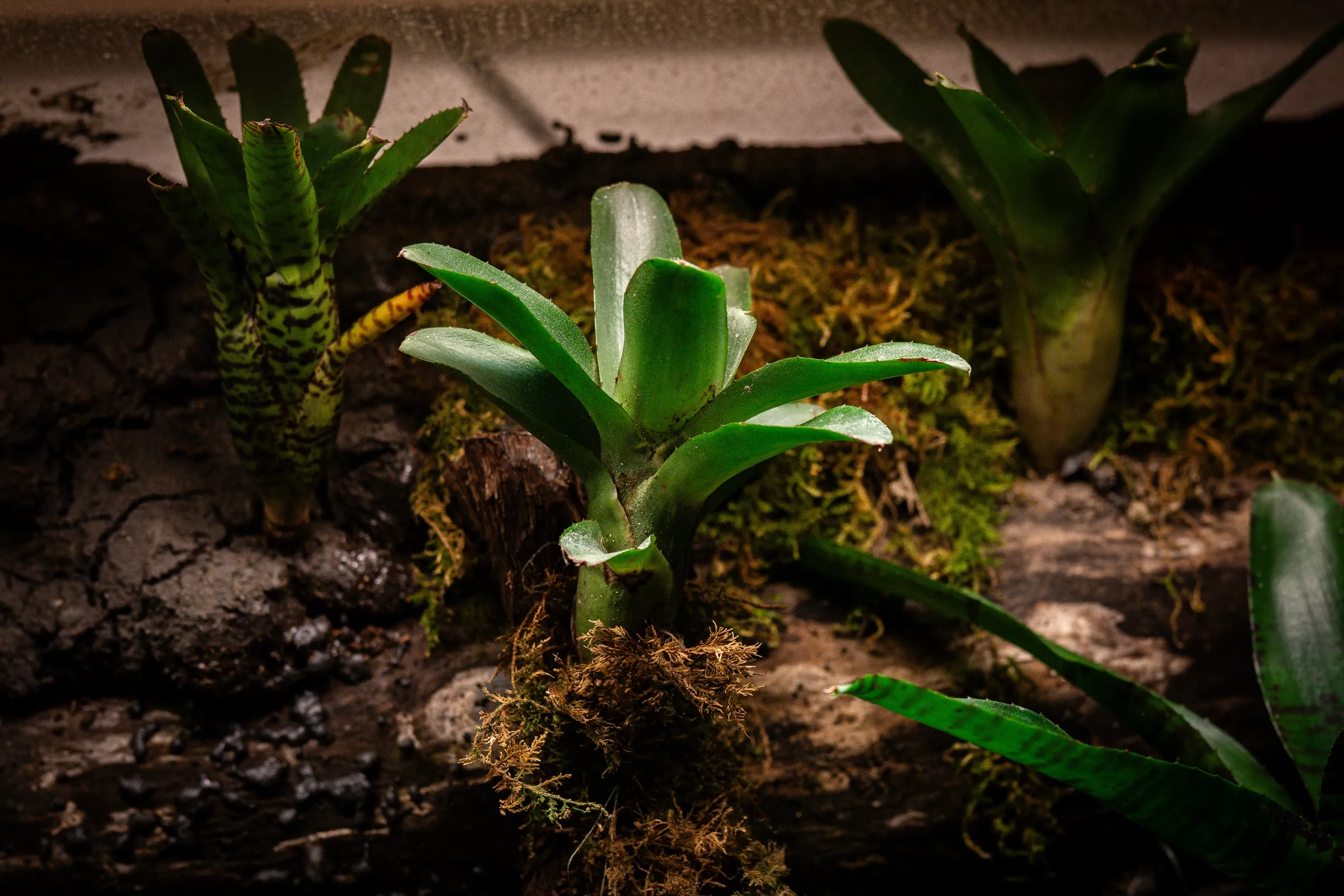 Junge Bromelien frisch eingesetzt zwischen Moos und Wurzelholz