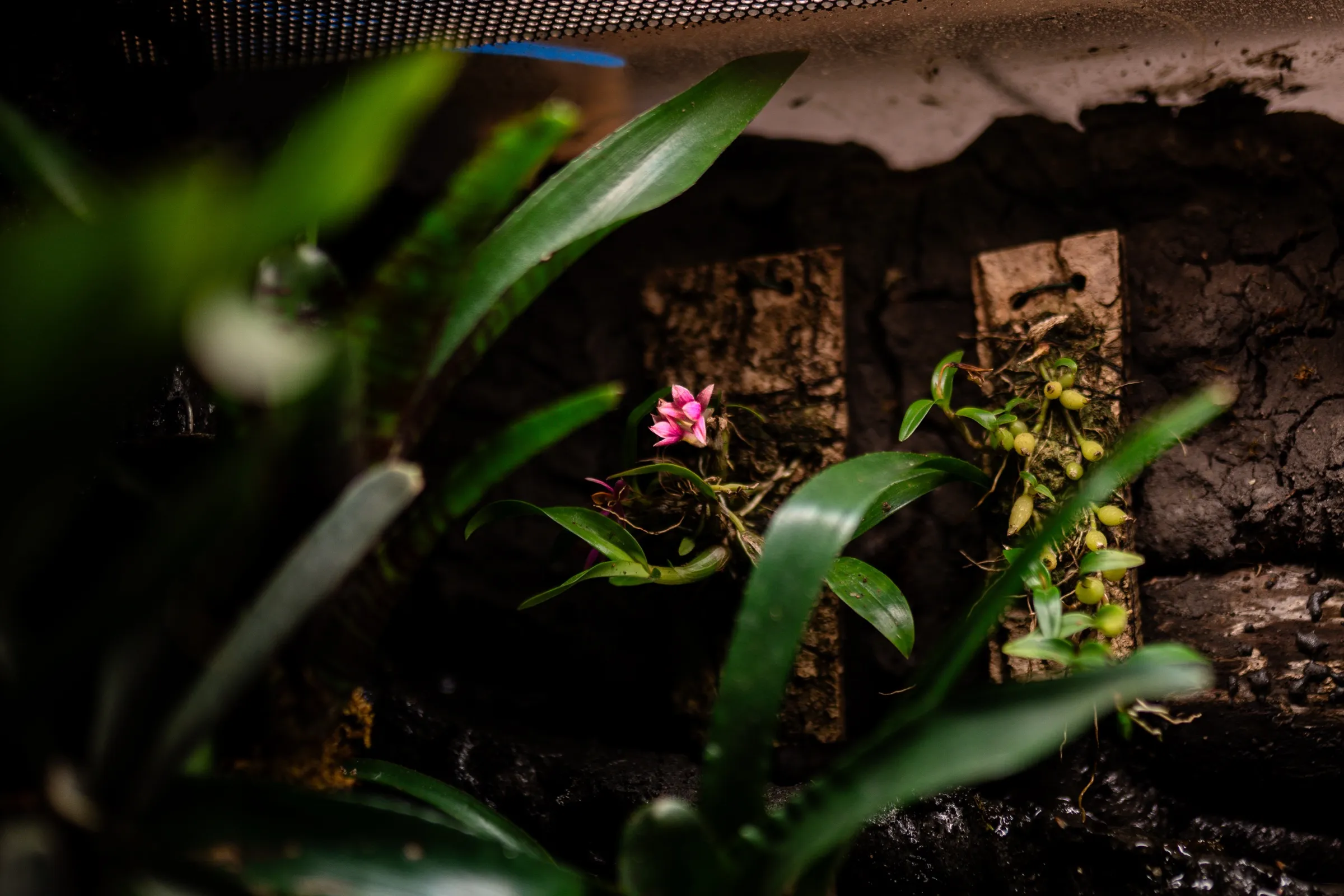 Blühende Miniorchidee auf Korkrinde, dahinter die feuchte Rückwand