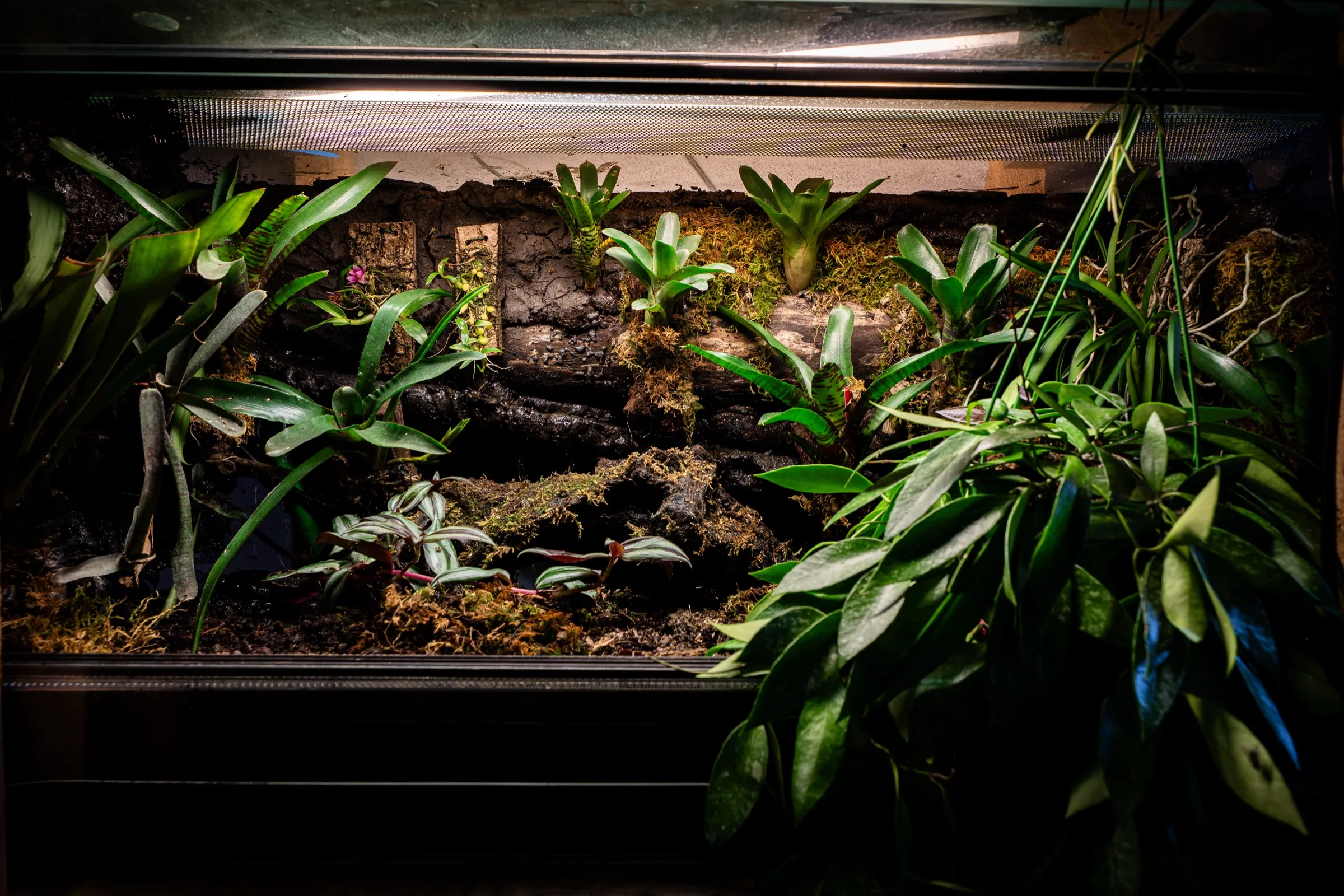 Bepflanzte Terrarienrückwand mit Kork und Moos