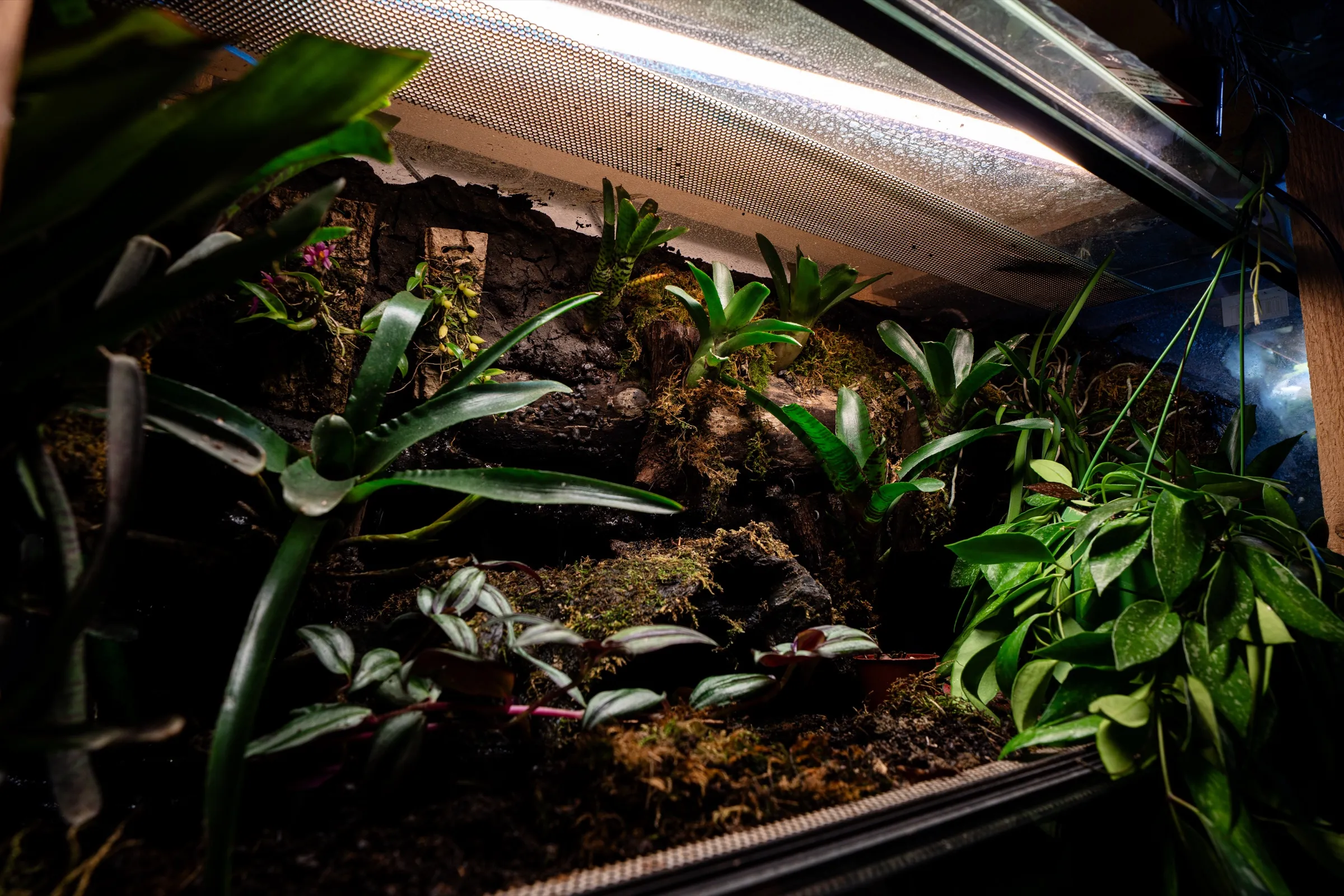 Bepflanztes Tropenterrarium in Aufsicht