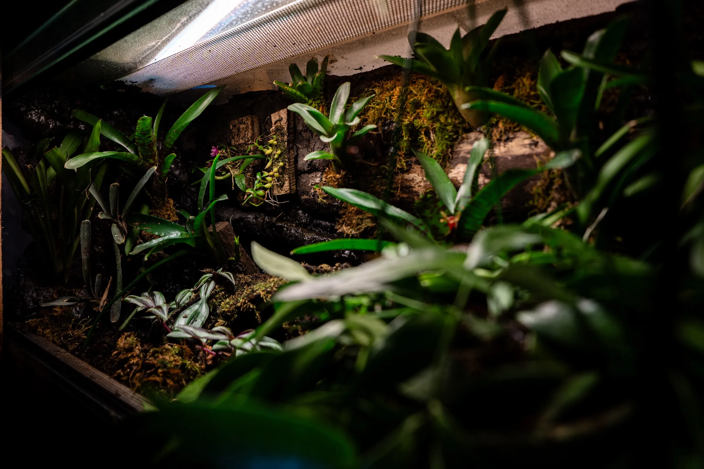 Bepflanztes Tropenterrarium mit Bromelien und Wurzelholz