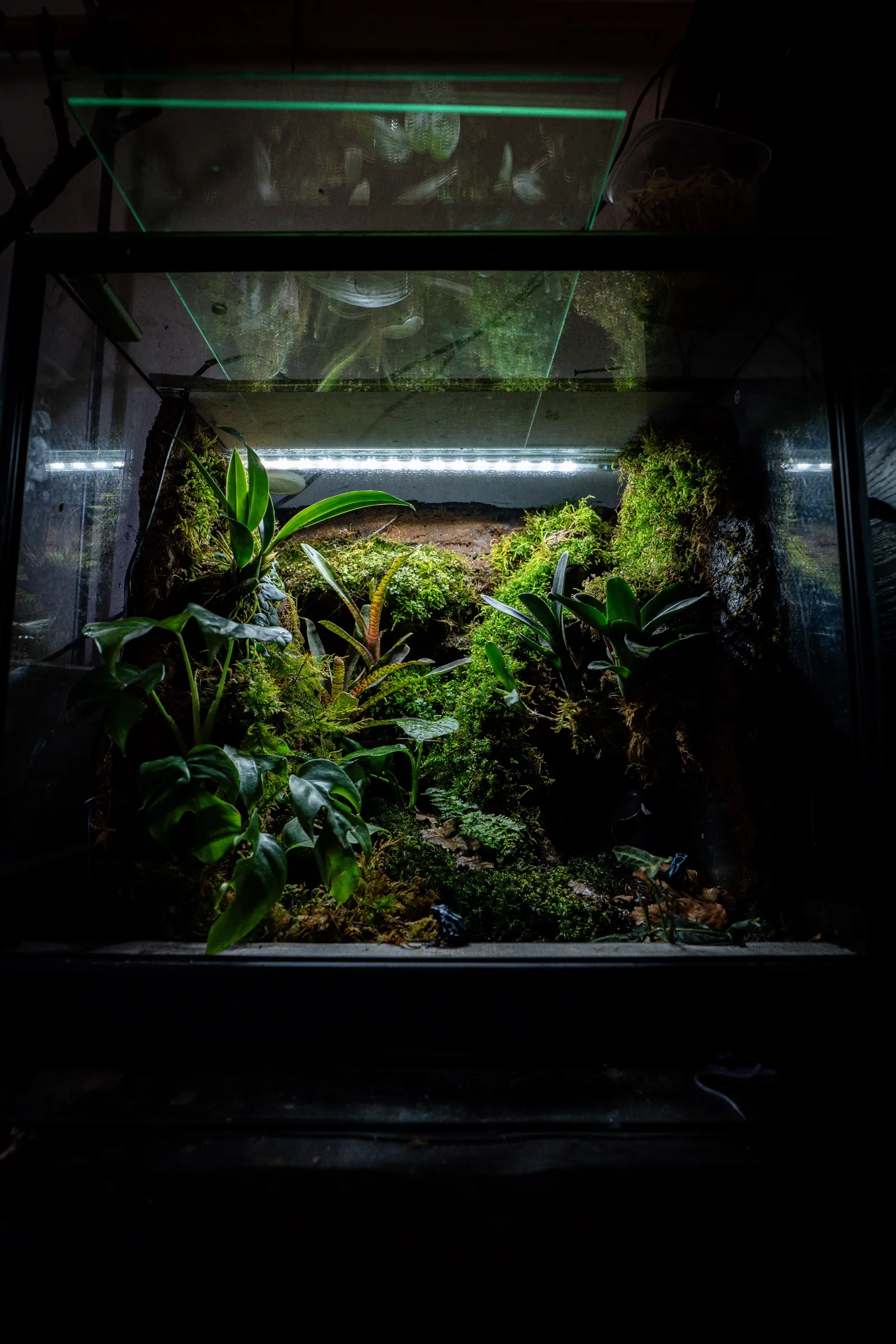 Komplettes bepflanztes Terrarium, das im abgedunkelten Raum von innen leuchtet