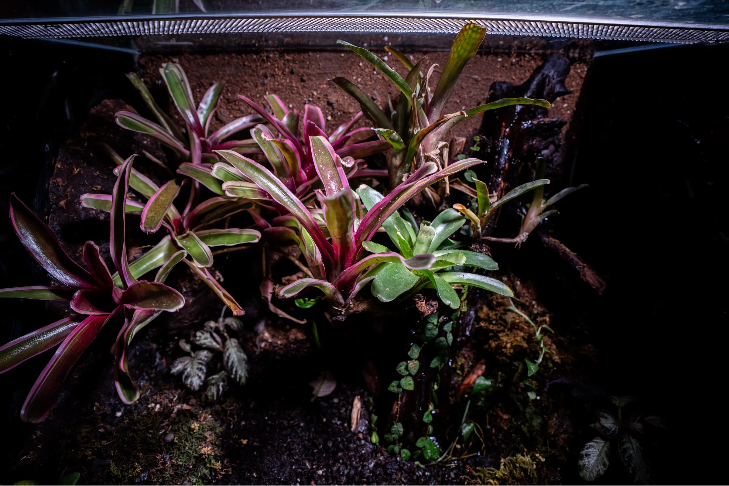 Bepflanztes Tropenterrarium im Seitenlicht