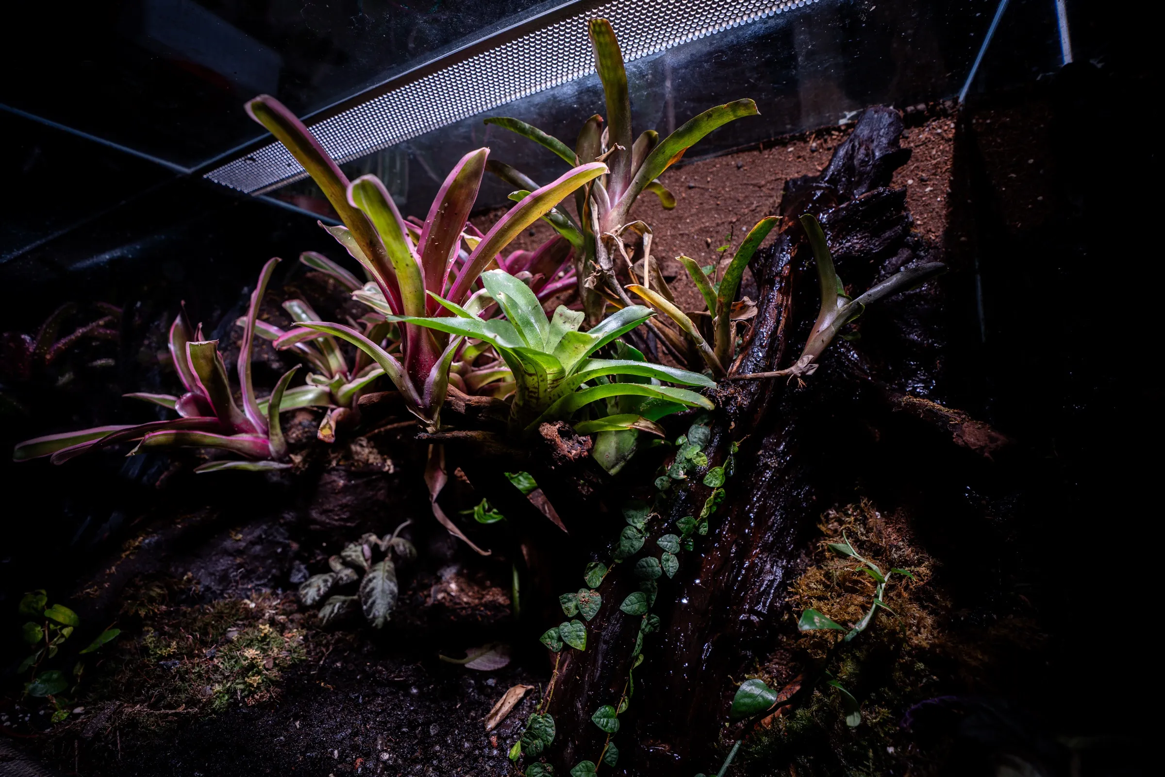 Bromelien und Kletterpflanzen an einer nassen Wurzel im Seitenlicht