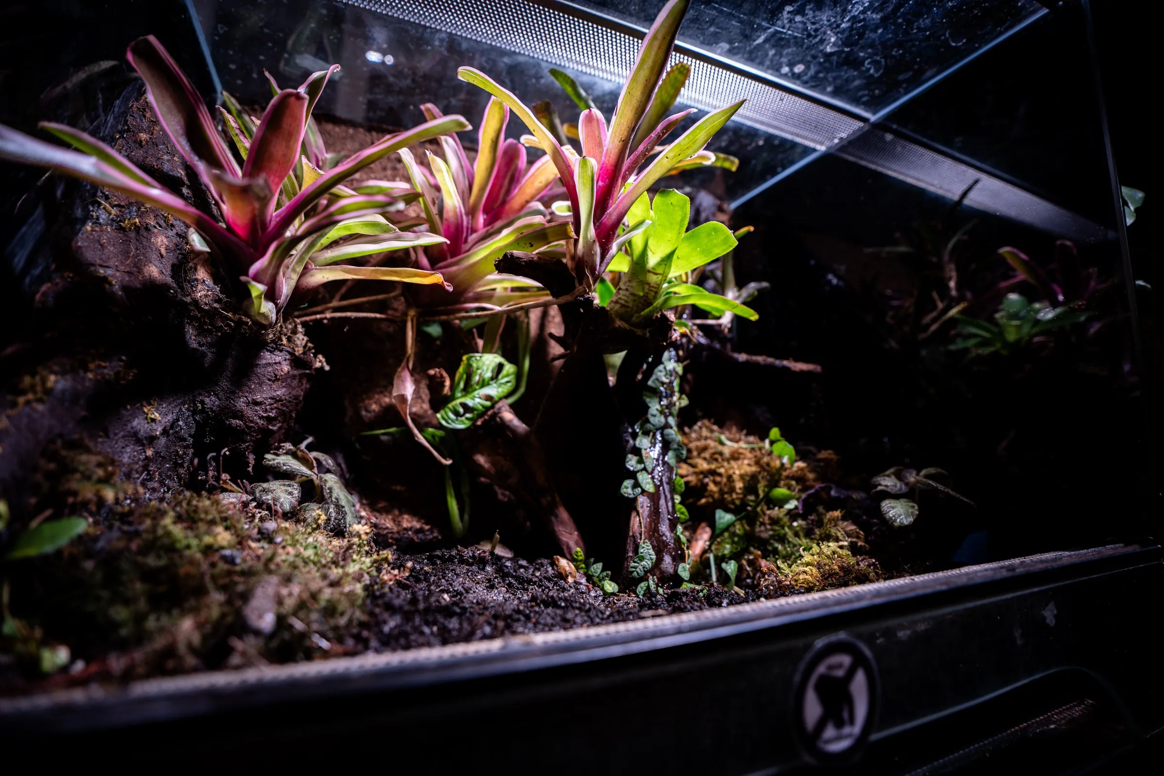 Bromelienrosetten im Vordergrund, dahinter Wurzelholz und Moospolster